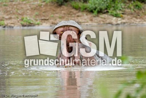 Flusspferd (69 von 104).jpg